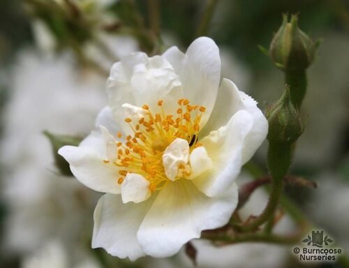 ROSA 'Rambling Rector'  