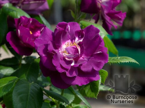 ROSA 'Rhapsody in Blue'  