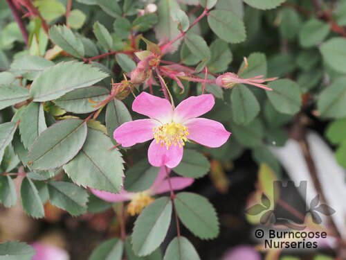 ROSA rubrifolia  