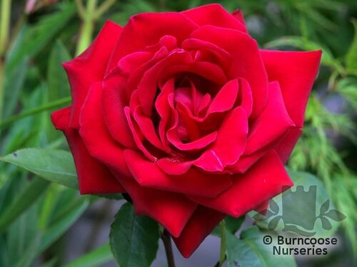 ROSA 'Ruby Wedding'  