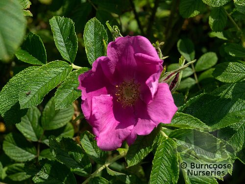 ROSA rugosa  