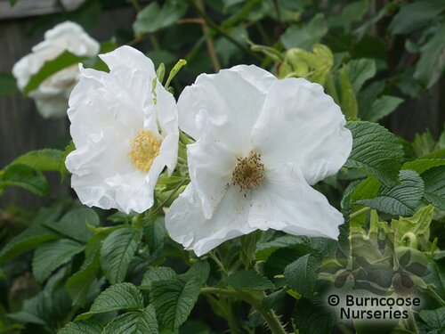ROSA rugosa 'Alba' 