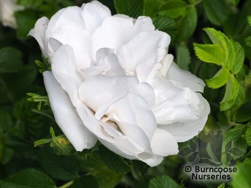 ROSA rugosa 'Blanche Double de Coubert' 