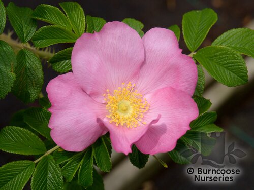 ROSA rugosa 'Fru Dagmar Hastrup' 