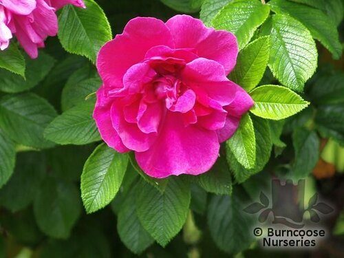 ROSA rugosa 'Roseraie de l'Hay' 