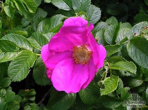 ROSA rugosa 'Rubra' 