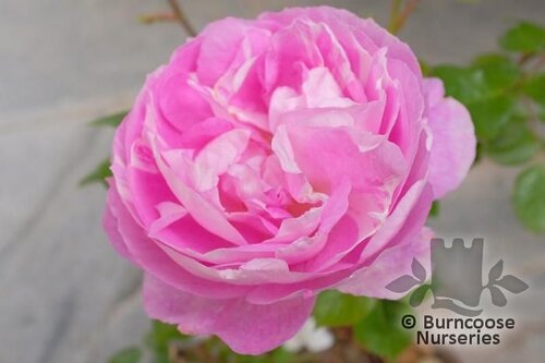 ROSA 'Saphir'  