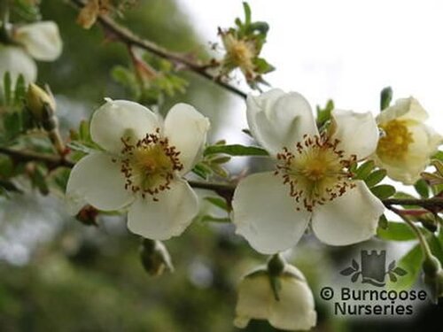 ROSA sericea subsp. omiensis pteracantha
