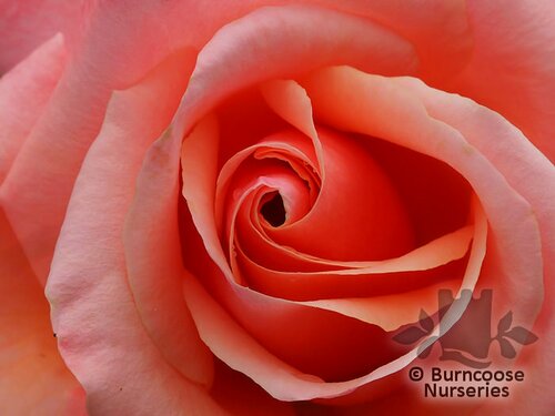 ROSA 'Silver Jubilee'  