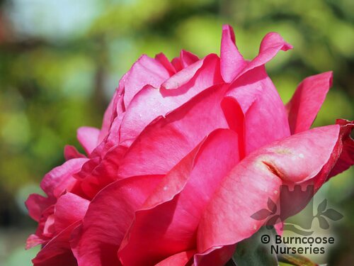 ROSA 'Special Anniversary'  