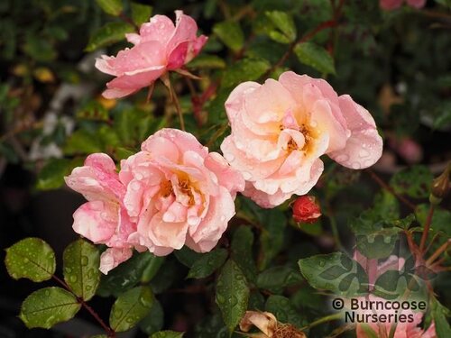 ROSA 'Sussex'  