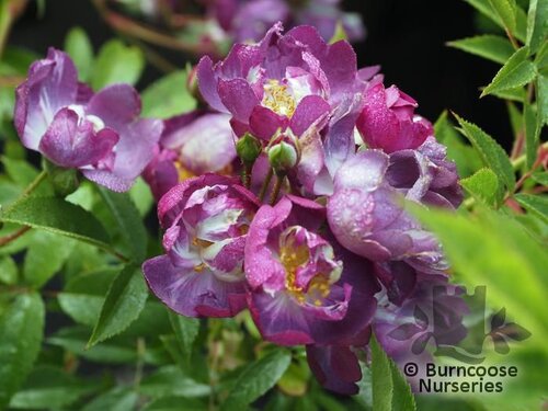 ROSA 'Veilchenblau'  