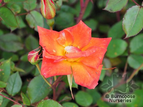 ROSA 'Warm Welcome'  