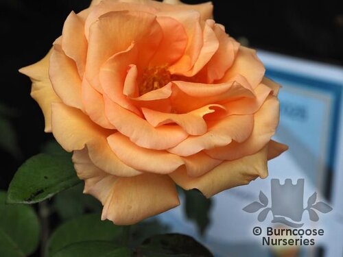 ROSA 'Warm Wishes'  