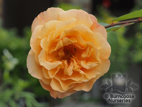 ROSA 'Whisky Mac'  