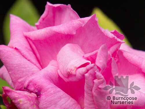 ROSA 'Zephirine Drouhin'  
