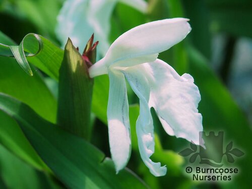 ROSCOEA x beesiana  