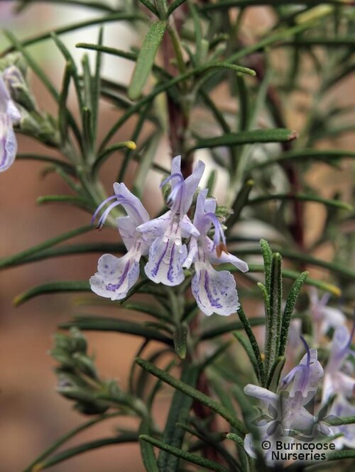 ROSMARINUS officinalis 'Miss Jessopp's Upright' 