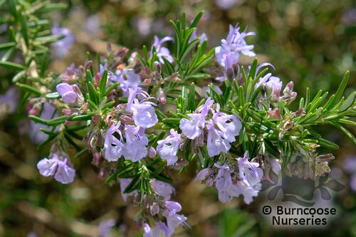 ROSMARINUS officinalis 'Prostratus' 