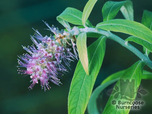 ROSTRINUCULA dependens  