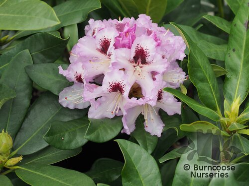 RHODODENDRON 'Pinguin'  