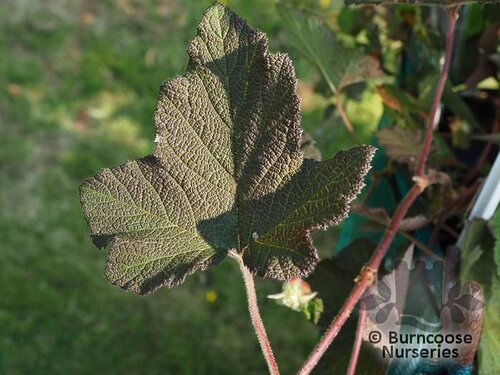RUBUS alceifolius  