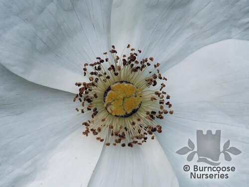 RUBUS 'Benenden'  
