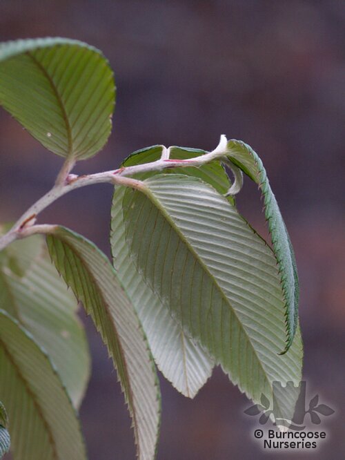 RUBUS calophyllus  