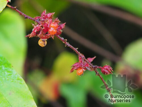 RUBUS ichangensis  