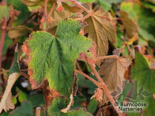 RUBUS formosensis  