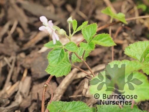 RUBUS nepalensis  