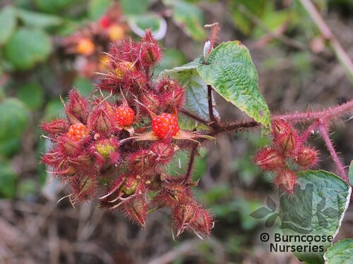 RUBUS phoenicolasius  