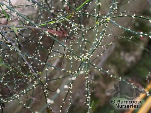 RUBUS squarrosus  