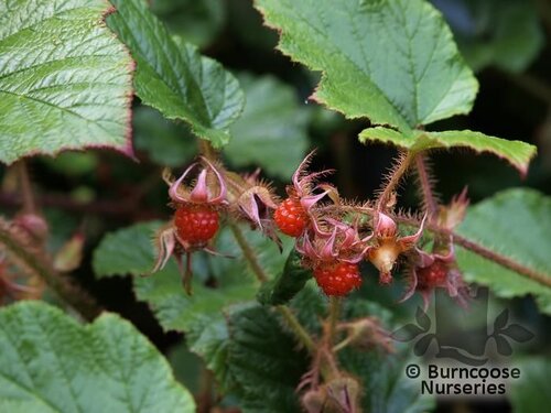RUBUS tricolor  