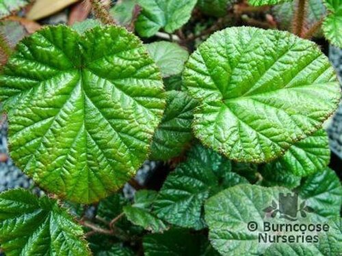 RUBUS   