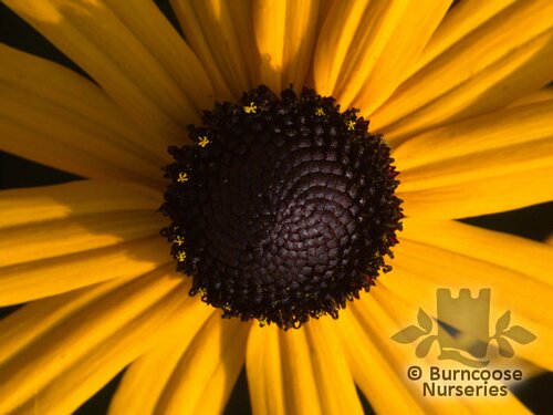 RUDBECKIA   
