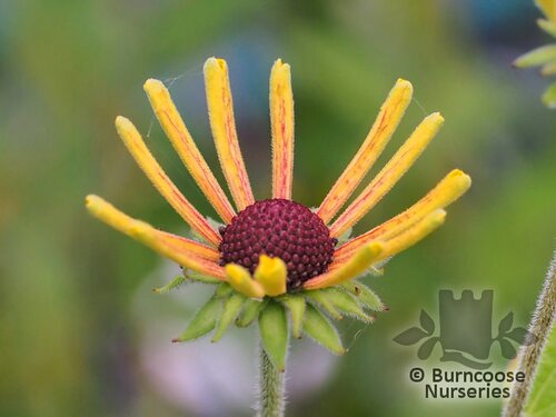 RUDBECKIA subtomentosa 'Little Henry' 