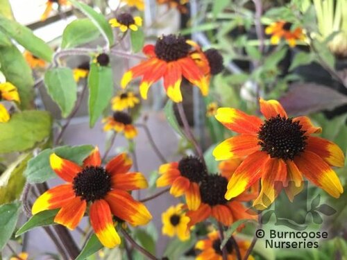 RUDBECKIA triloba 'Prairie Glow' 
