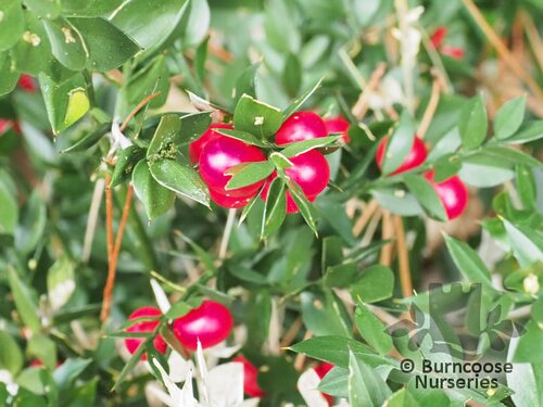 RUSCUS   