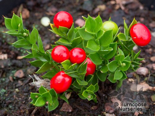 Ruscus from Burncoose Nurseries
