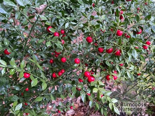 RUSCUS aculeatus  