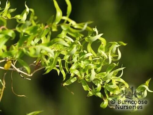 SALIX babylonica 'Tortuosa' 