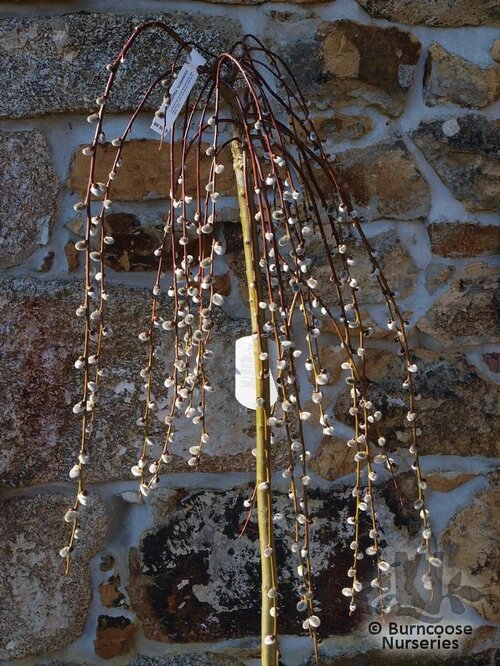 SALIX caprea 'Kilmarnock' 
