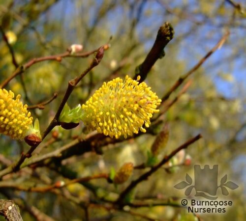 SALIX cinerea  