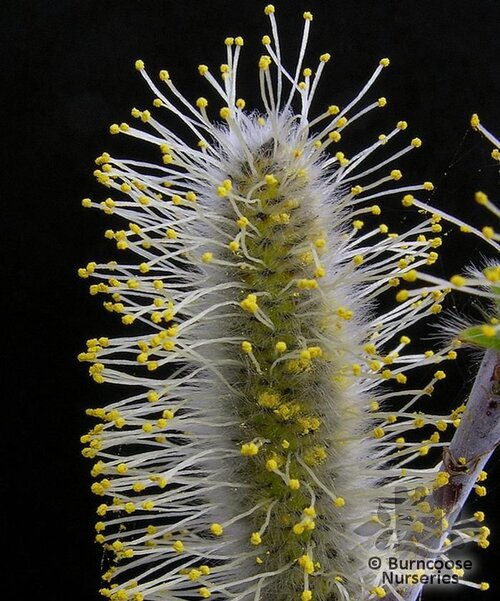 SALIX daphnoides  