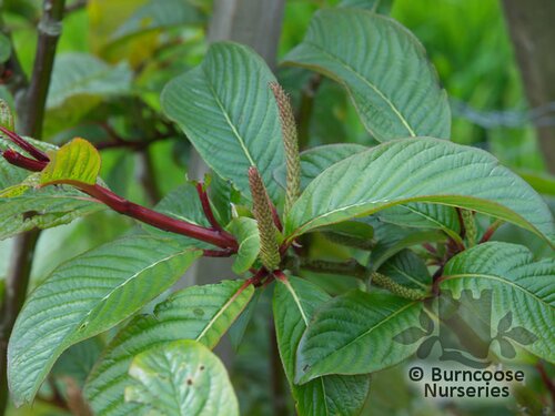 SALIX fargesii  