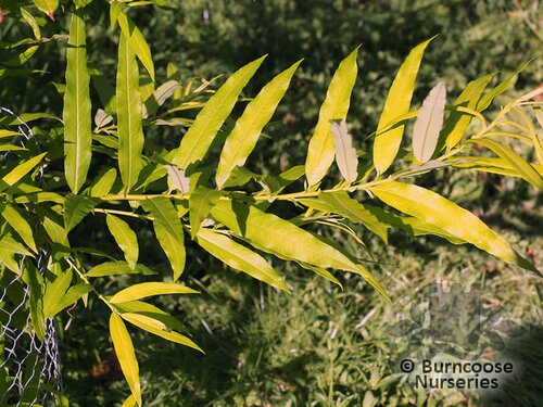 SALIX udensis 'Golden Sunshine' 