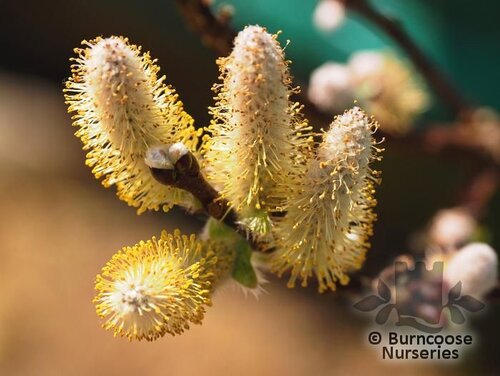 SALIX hastata 'Wehrhahnii' 