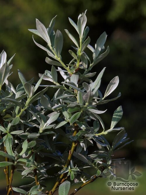 Salix Helvetica from Burncoose Nurseries