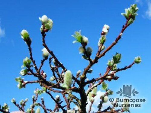 SALIX   